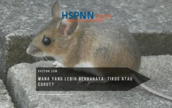perbedaan tikus dan curut – perbandingan visual tikus dan curut di area rumah untuk mengenali hama dan risikonya - Pestigo