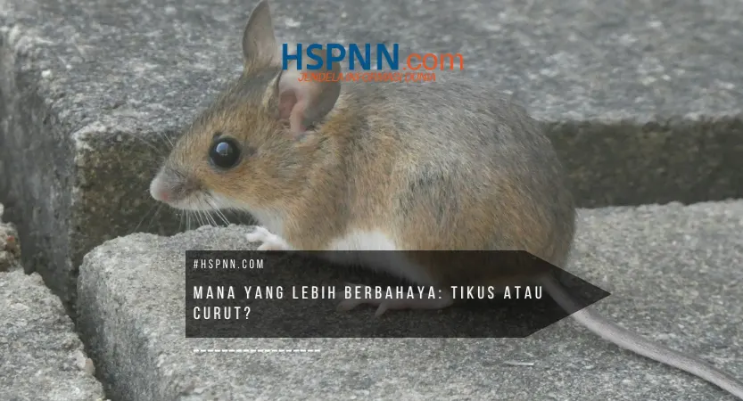 perbedaan tikus dan curut – perbandingan visual tikus dan curut di area rumah untuk mengenali hama dan risikonya - Pestigo